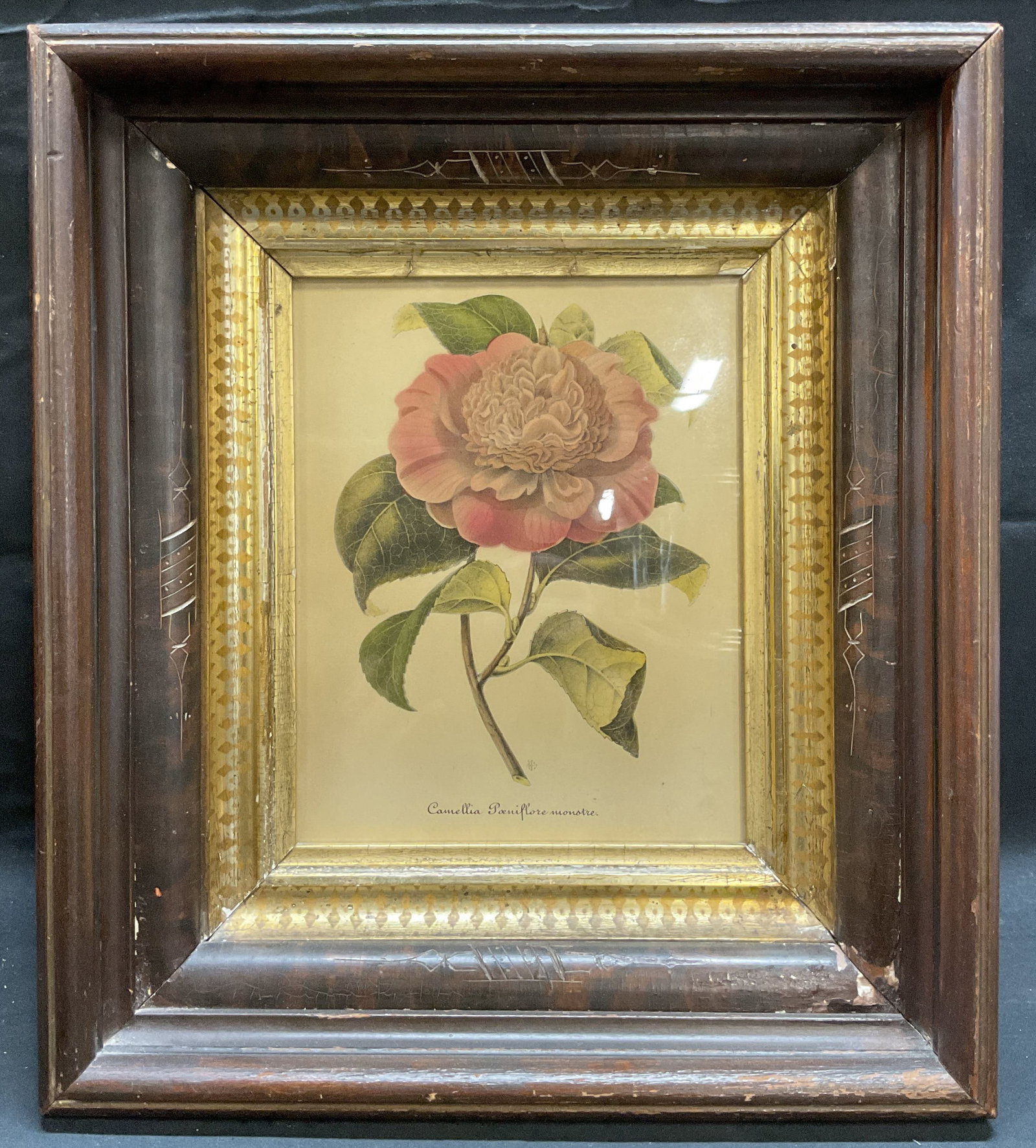 Framed Camelia Flower Botanical Lithograph (1 of 7)