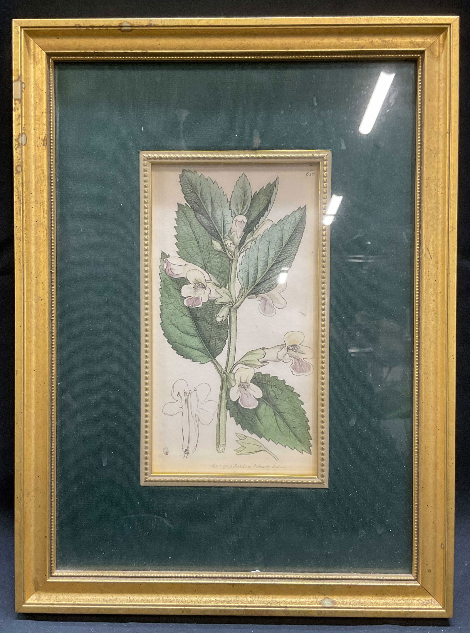 Antique Framed J Sowerby Botanical Engraving (1 of 6)