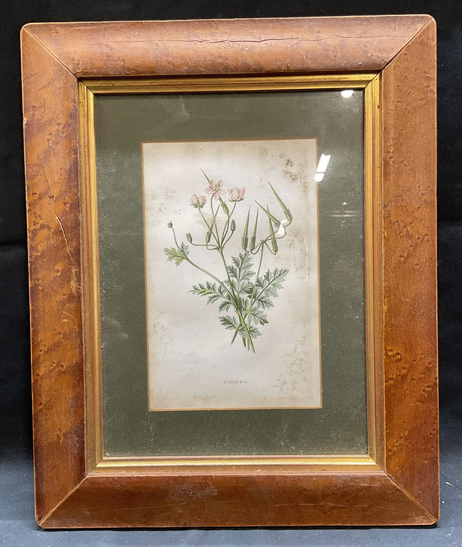 Antique Framed Botanical Chromolithograph (1 of 6)