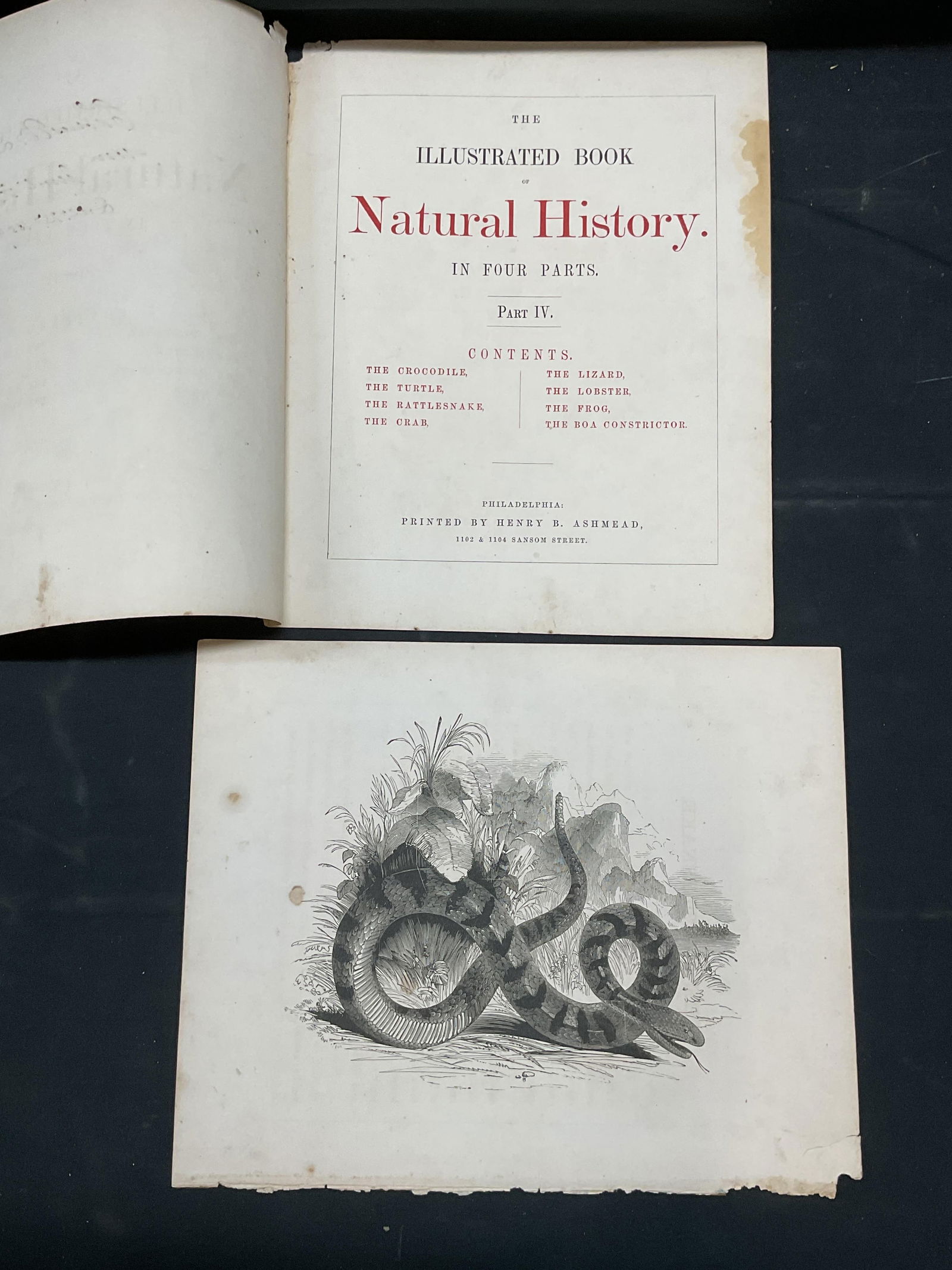 1859 Rattlesnake Illustr, Book Natural History (1 of 7)