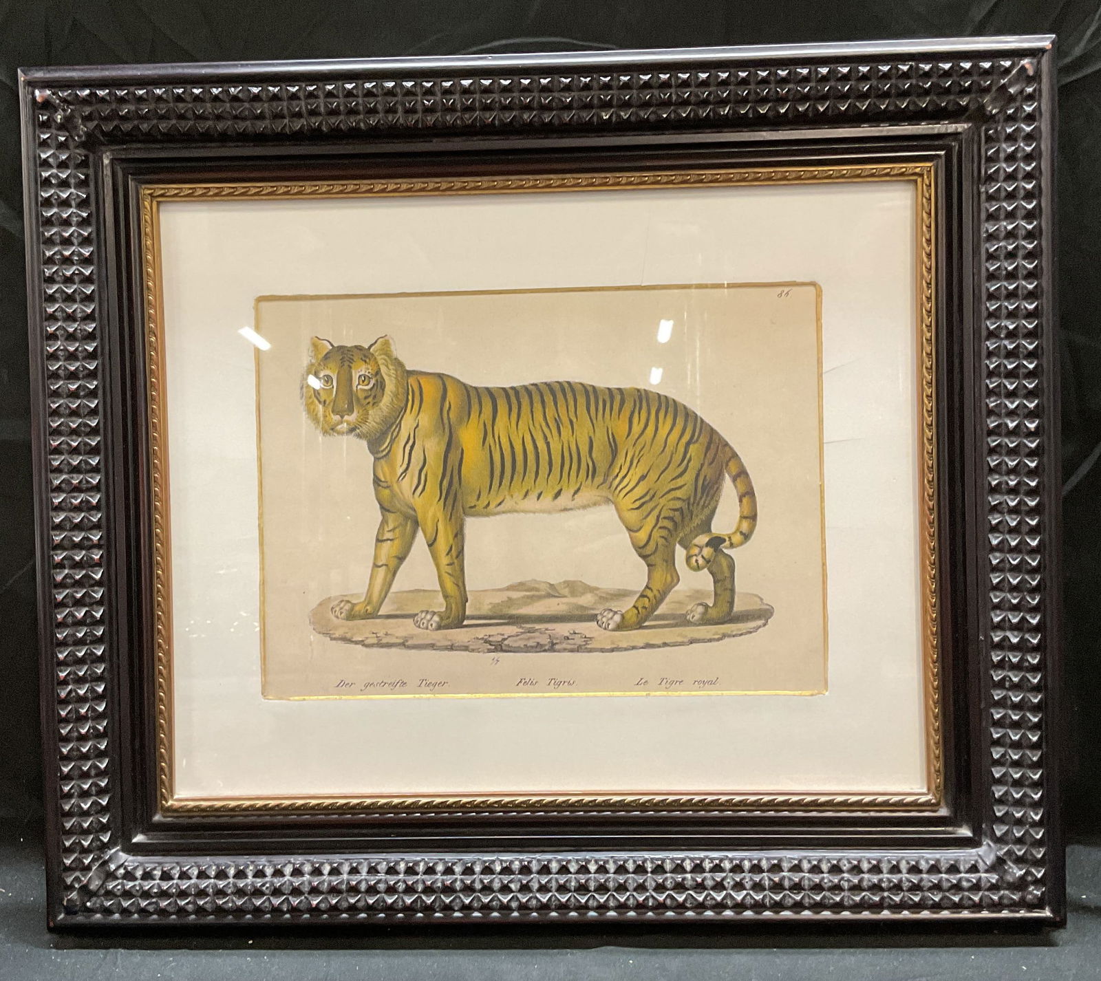 Framed Bengal Tiger Colored Lithograph (1 of 6)
