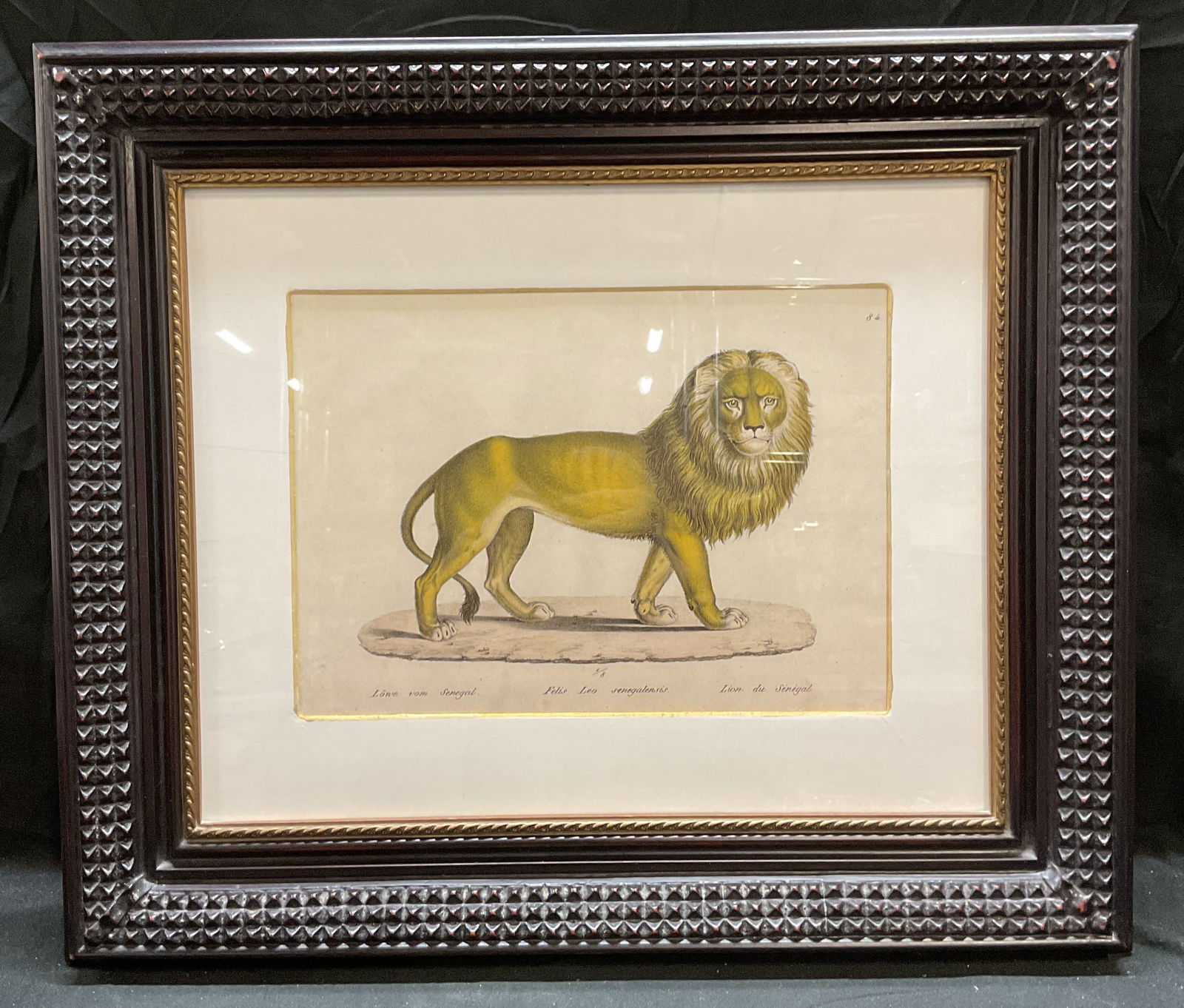 Framed Senegal Lion Colored Lithograph (1 of 6)