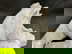 item-208524336=9