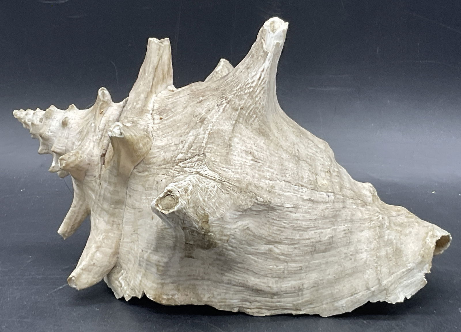 Natural Conch Shell Specimen (1 of 7)