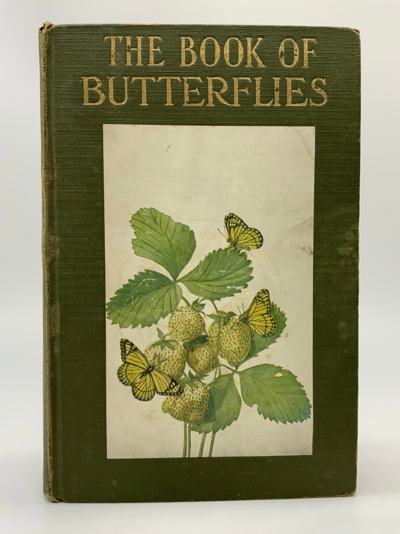 Antq Butterflies Worth Knowing Illustr Book 1926 (1 of 10)