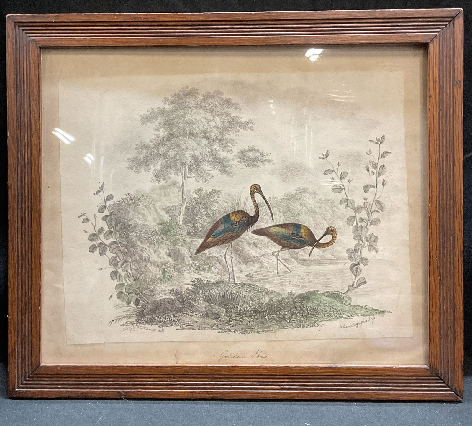 Framed Antique Golden Ibis Color Lithograph (1 of 6)