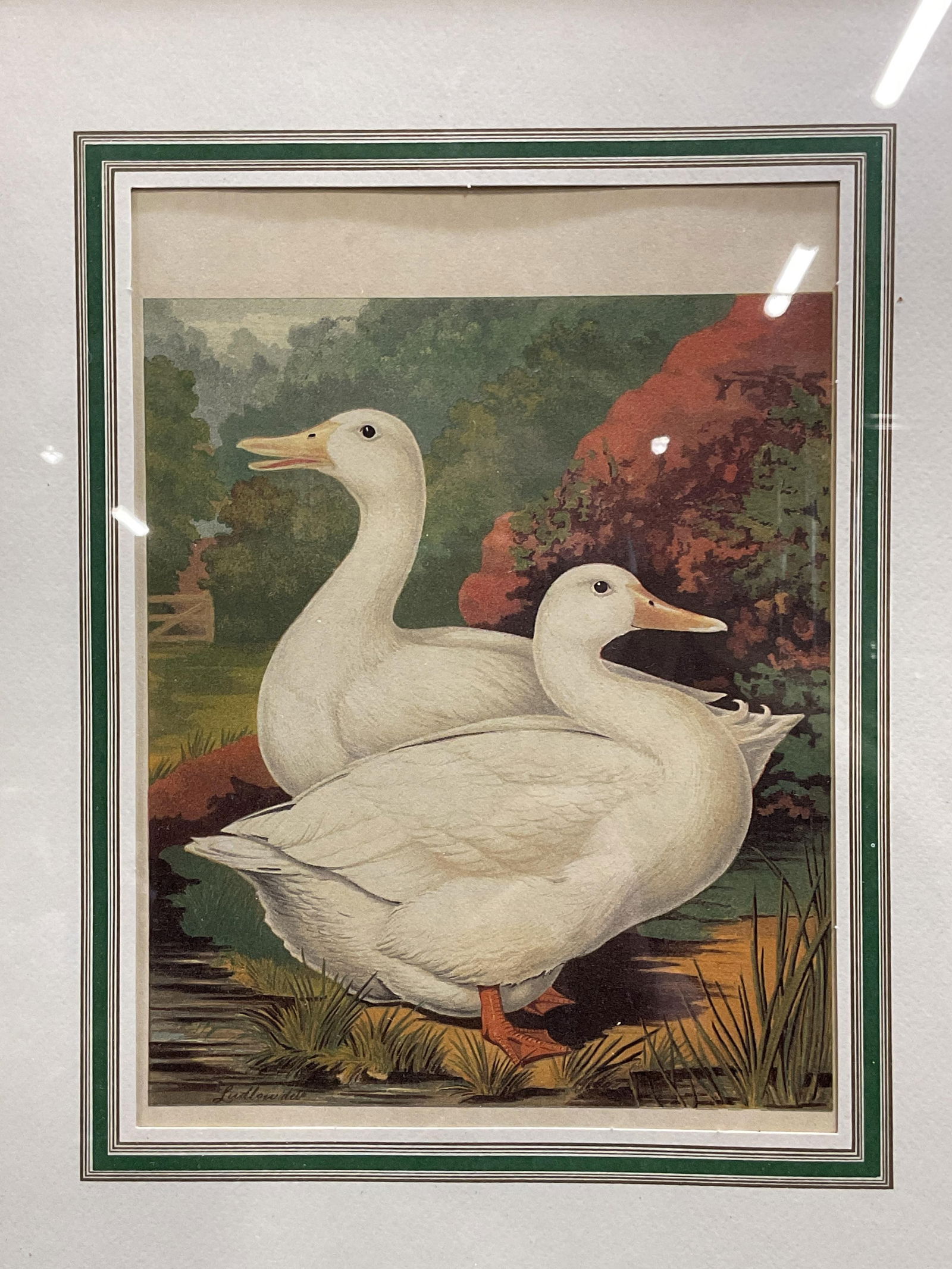 Framed Ludlow Two Ducks Lithograph (1 of 6)