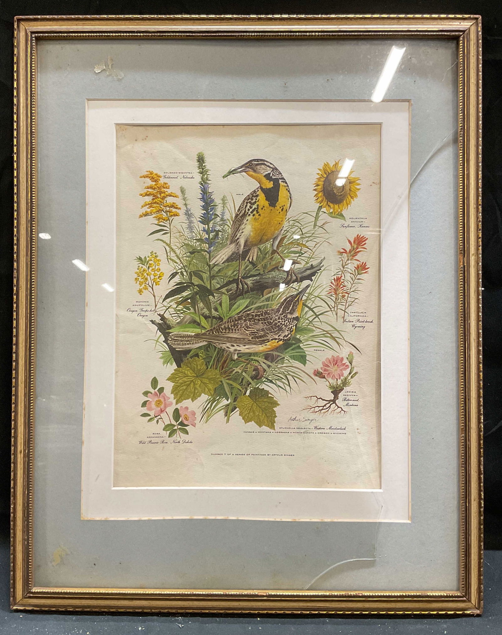 Framed Arthur Singer Meadowlark Lithograph (1 of 6)