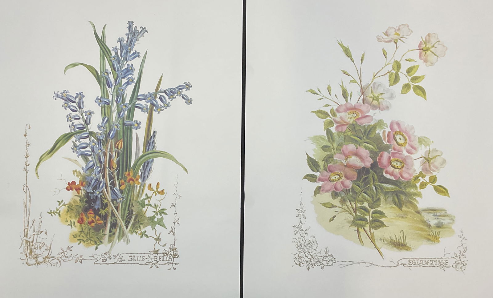 Lot 2 Blue Bells Eglantine Botanical Lithographs (1 of 7)