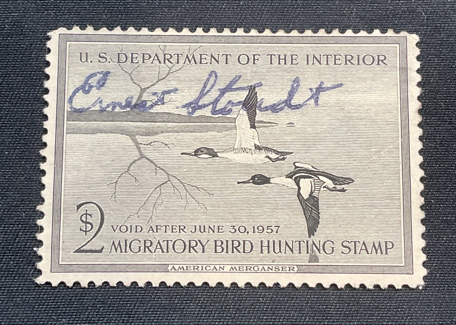 1957 Signed Federal Migratory Bird Stamp: 1957 signed stamp. U. S. Department of the interior Migratory Hunting Bird Stamp. American Merganser. Signed in blue ink, reads Ernest Stoudt. Possibly a duck hunter. Measures approx 2 in by 1 1/4 in.