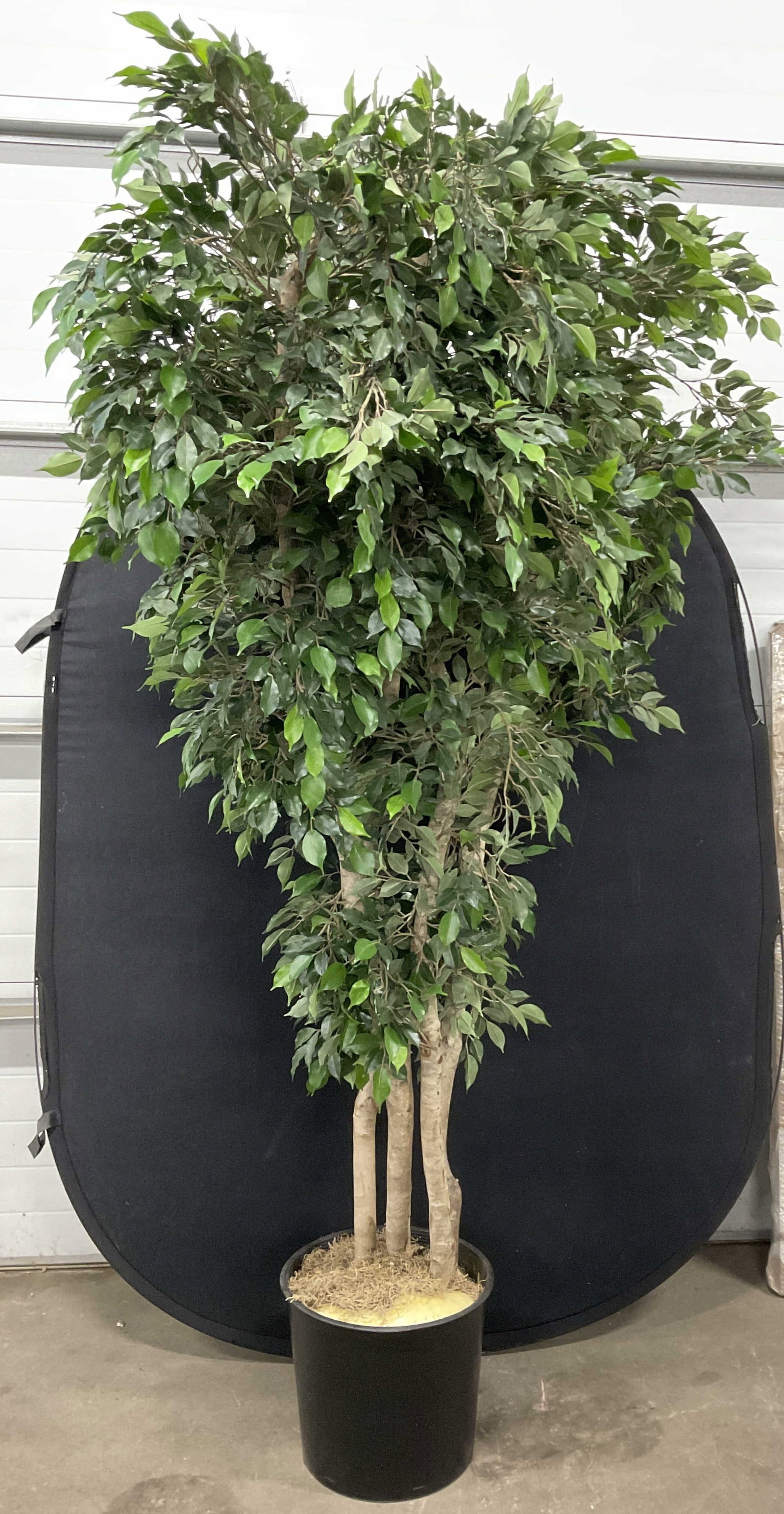 Faux Tree W/ Black Planter, 81 Inch Height: Faux Tree With Black Planter. The tree is affixed to the planter. Pieces are crafted from manmade materials. Measures approx. 81H x 14W in. Width measured at mouth of the planter. Surface wear consist