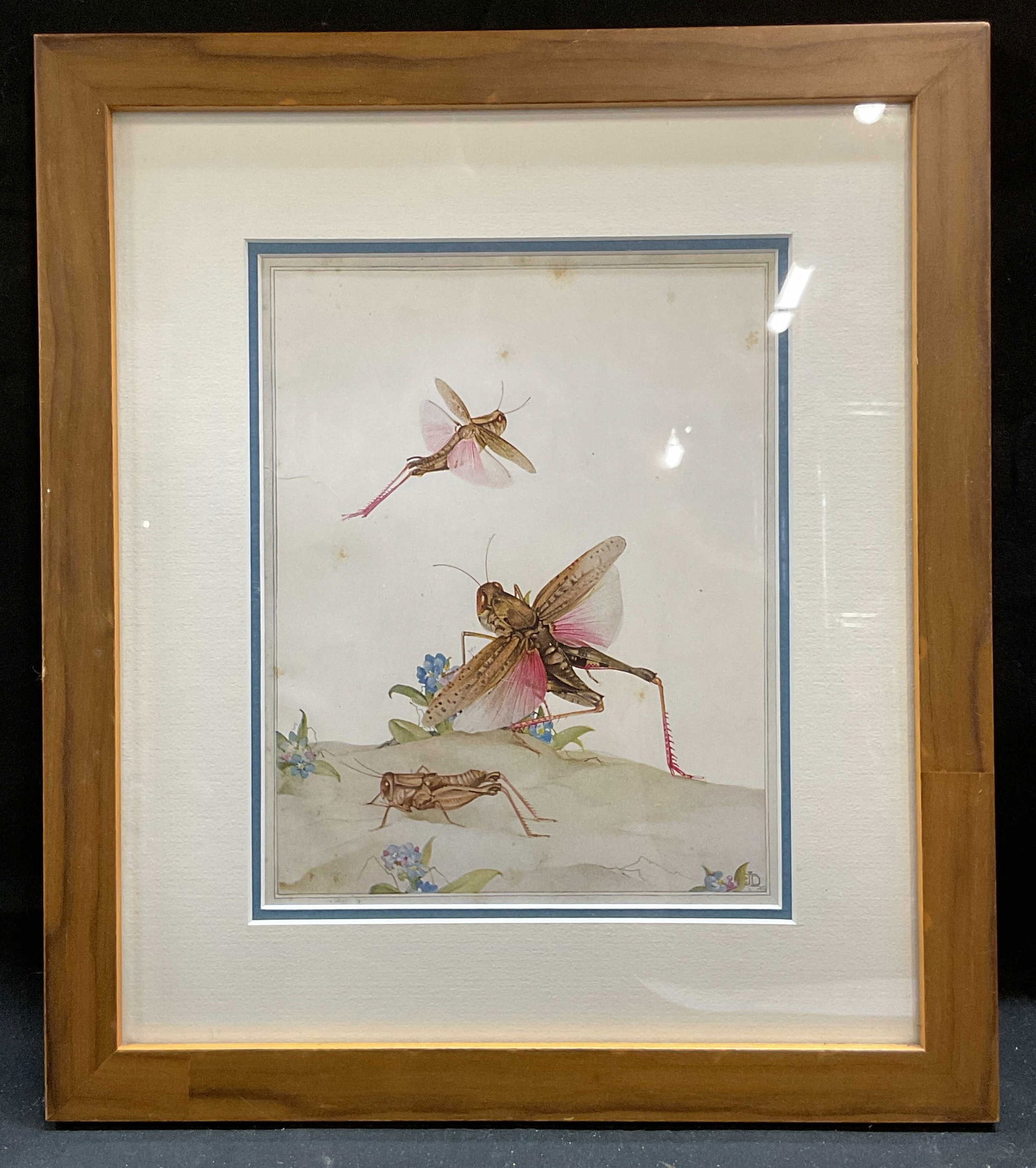 Framed Detmold Italian Locusts Print (1 of 6)