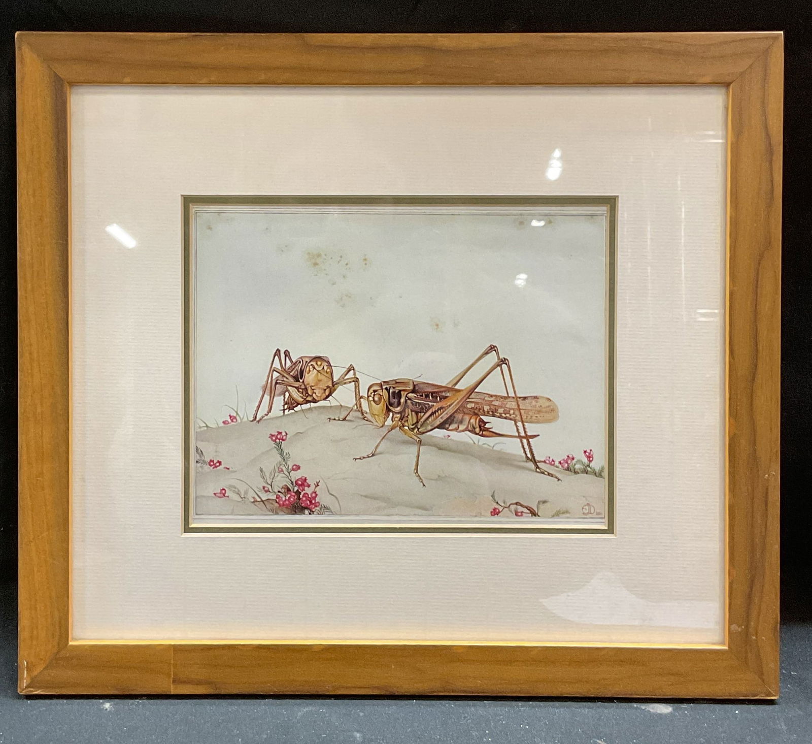 Framed Detmold White Face Decticus Print (1 of 6)