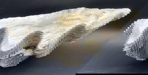 Natural Clam Shell Specimen: Natural Clam Shell Specimen. Other shells affixed to surface. Measures approx. 5H x 12.75W in. Chipping, discoloration, cracking, and detritus to interior. home decor, home accents, homewares, housewa