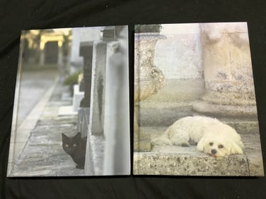 2012 The French Cat & French Dog Book RACHAEL HALE