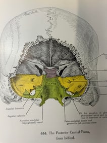 1947 Vntg An Atlas of Anatomy 2ndEd Book GRANT