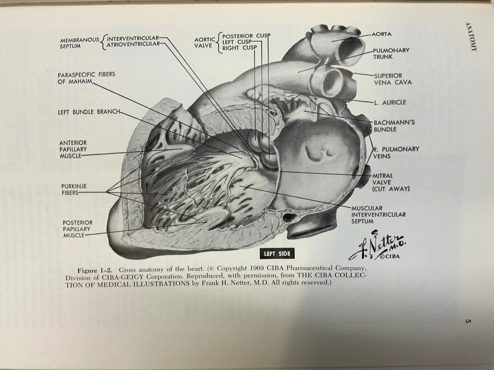 3 Vntg 1940-1970s Medical Books ELWYN+ Illustrated (1 of 14)