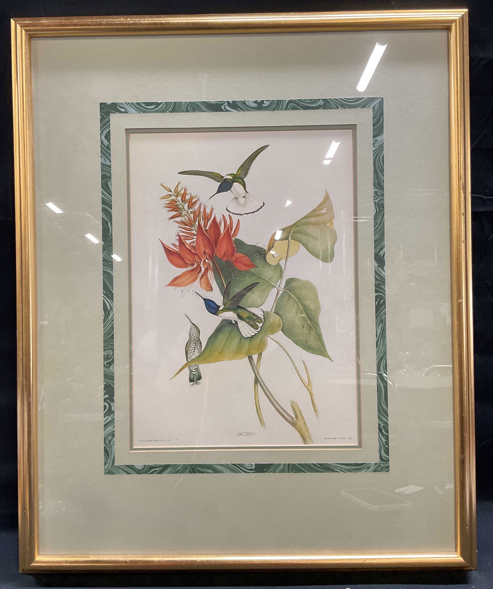 Framed Jacobin Hummingbirds Lithograph (1 of 6)