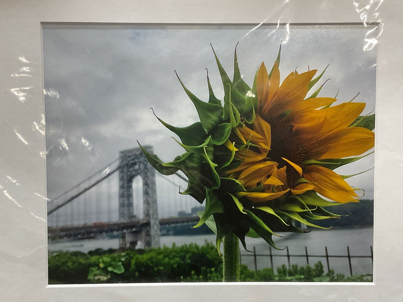 Signed Anne Marie Santoro Sunflower Lithograph (1 of 6)