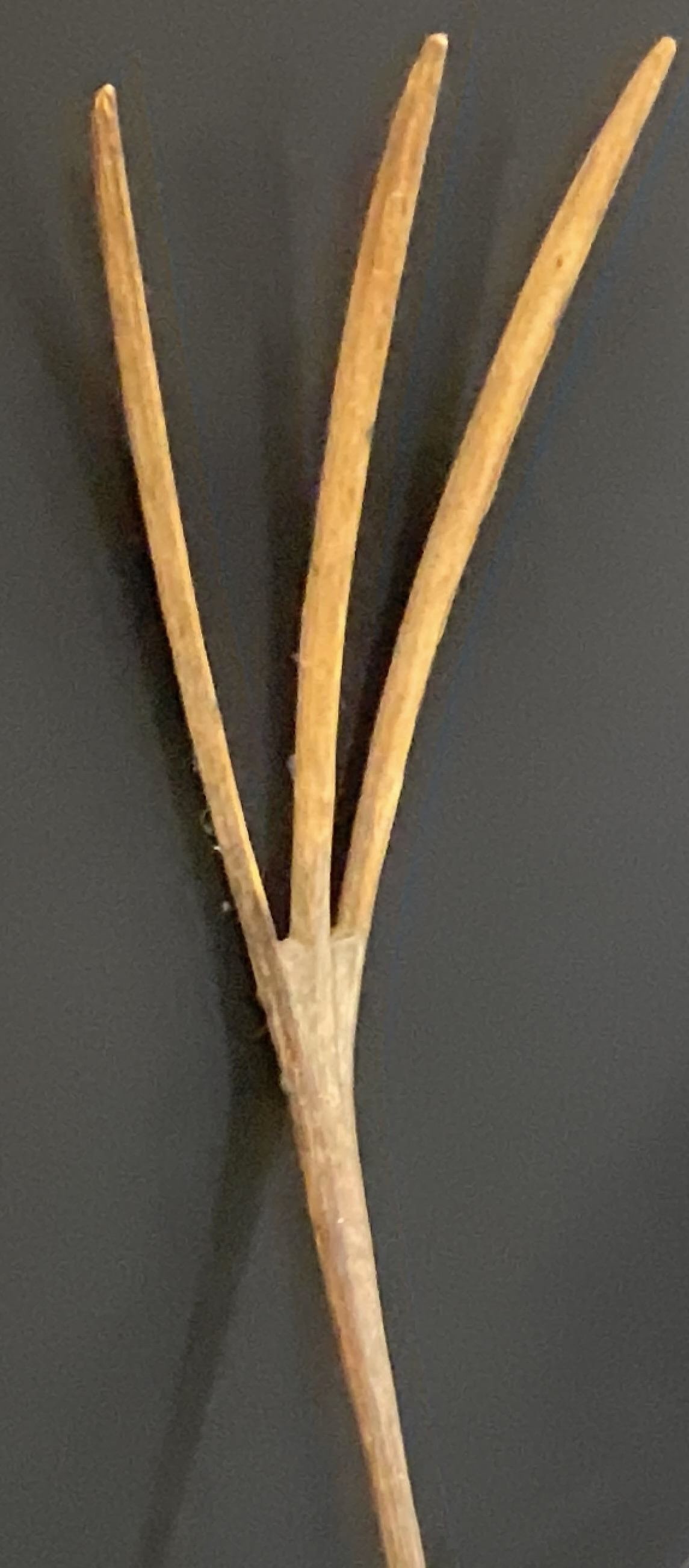 Antique Three Prong Wooden Pitchfork 68in (1 of 10)