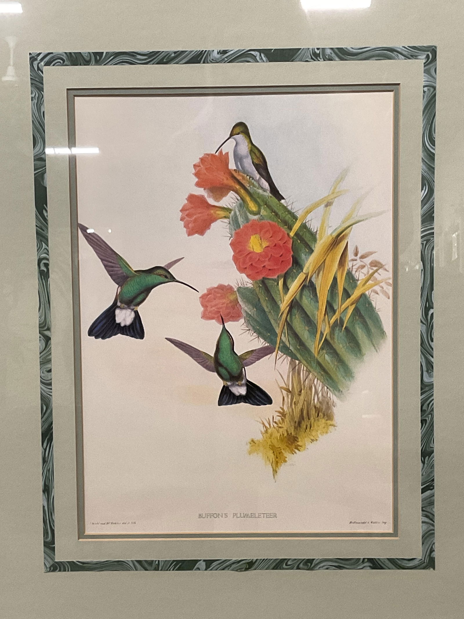 Framed Buffons Plumeteer Bird Lithograph (1 of 6)