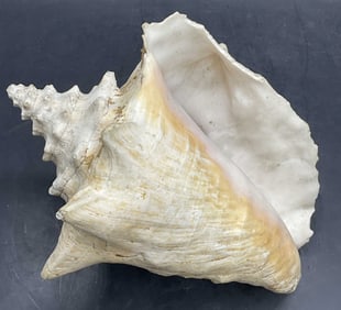 Conch Shell Specimen 9 in W