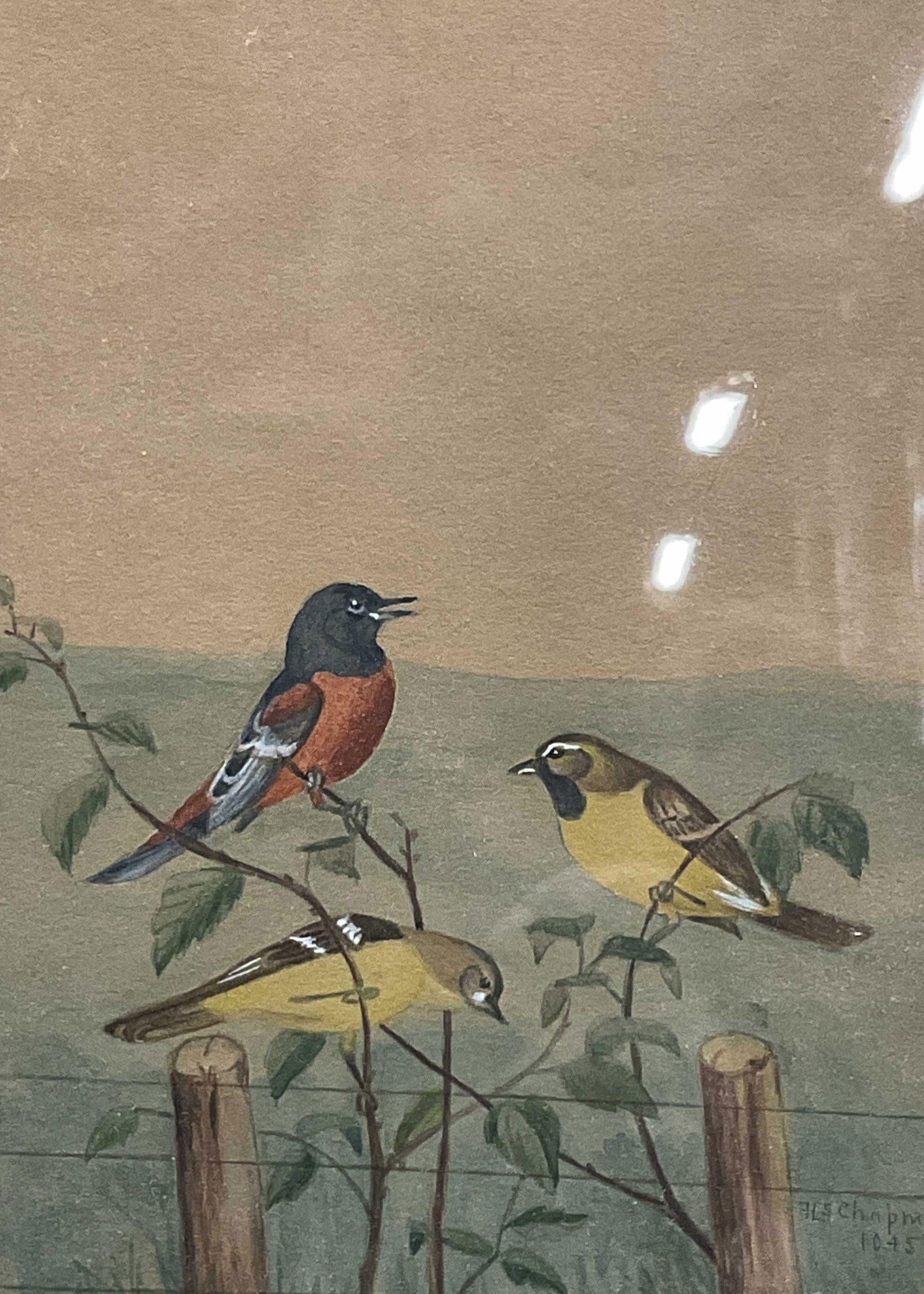 Vntg Signed Chapman Orchard Oriole Watercolor 1945 (1 of 6)