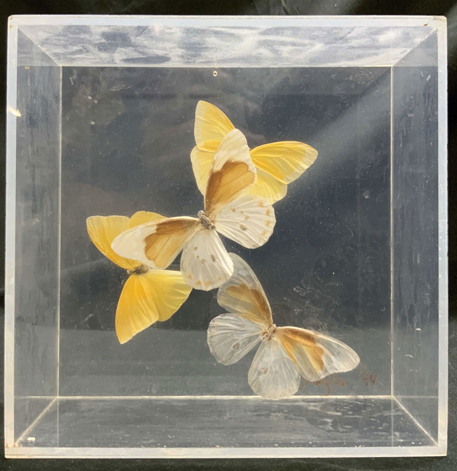 Sgnd Paul Purington 1974 Mntd Bttrflies In Acr Bx (1 of 8)