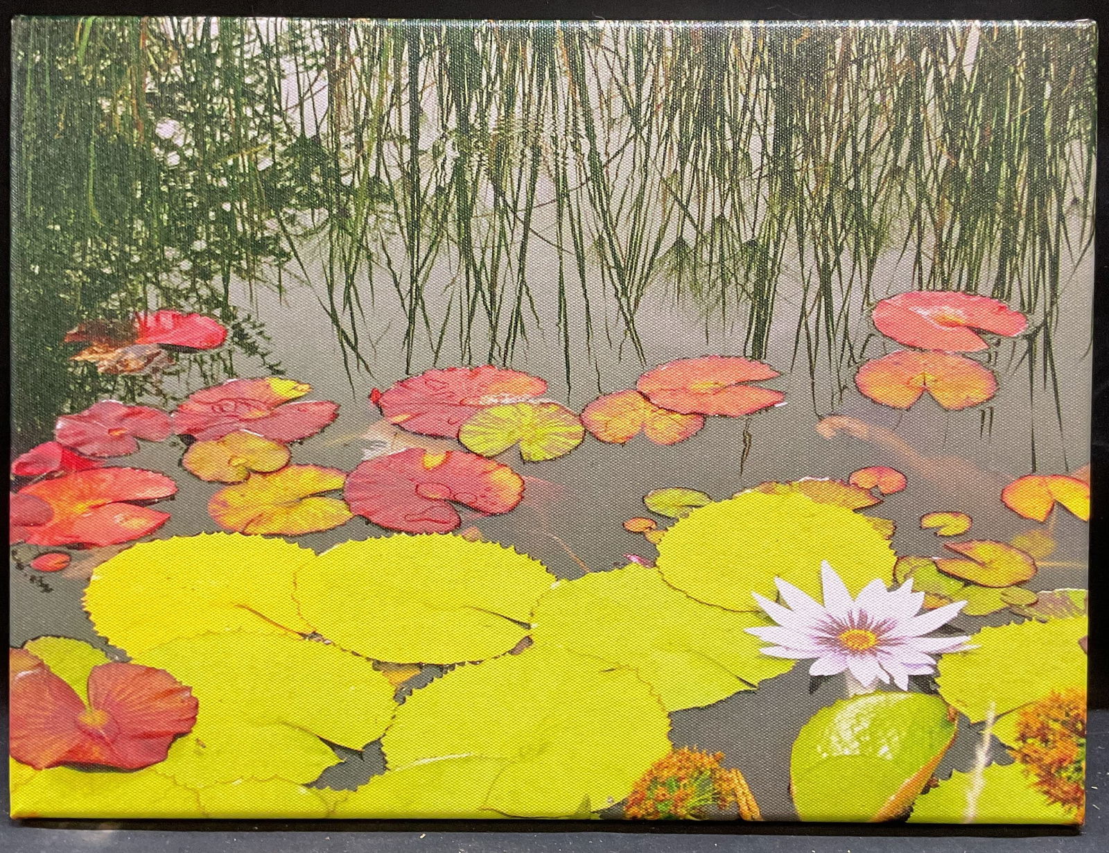 Landscape Lily Pads Fine Art Canvas Print: Fine art print on stretched canvas. Landscape with lily pads. Measures approx 12 x 16 inches. Some wear consistent with exposure. Art, fine art print, framed art, home decor, home accessories, wall de