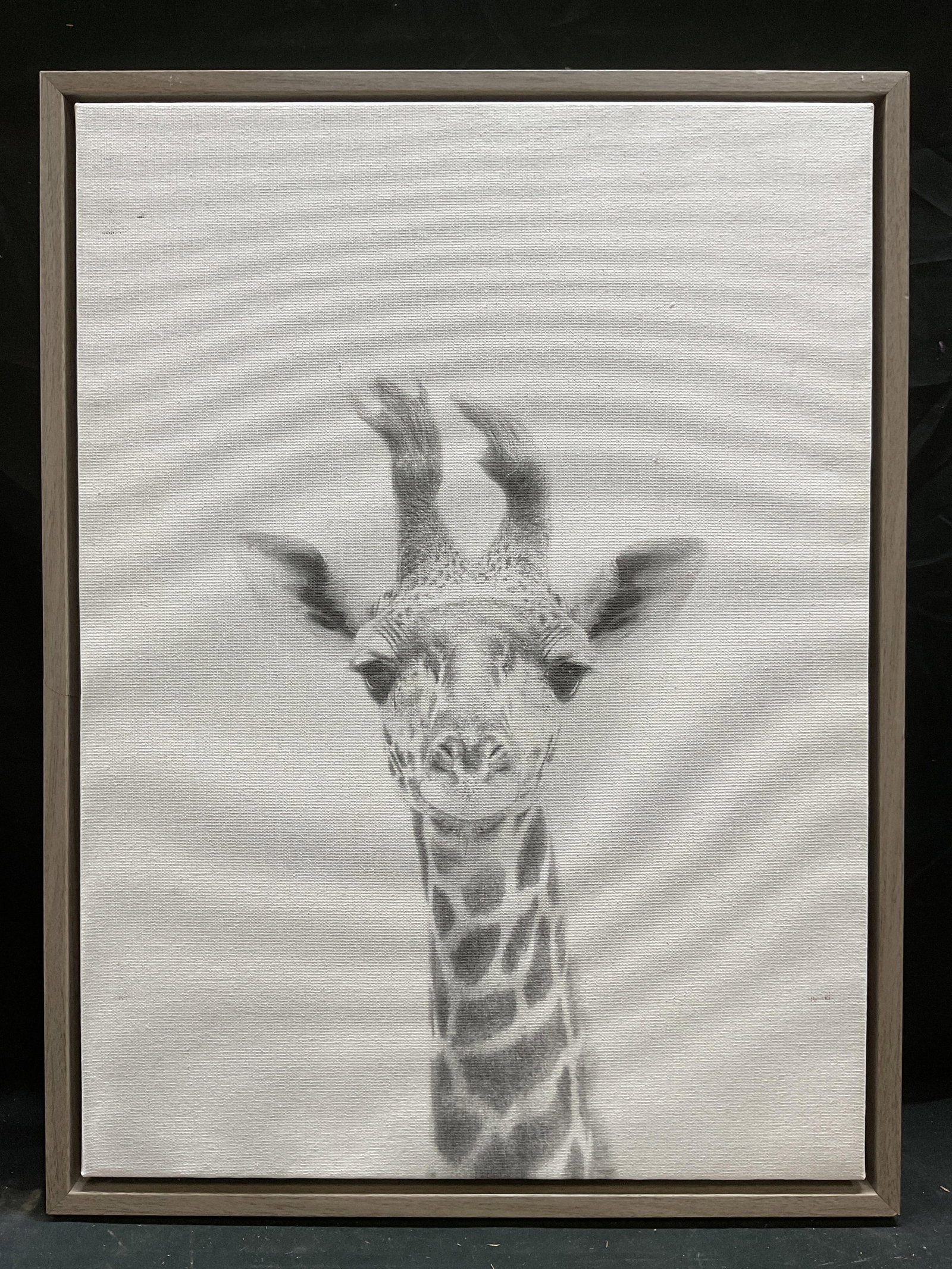 Framed Giraffe Head Fine Art Canvas Print: Framed fine art print on stretched canvas. Head of a giraffe. Grey wood frame. Not examined out of frame. Frame measures approx 24 x 18 inches. Some marks on canvas. Art, fine art print, framed art, h