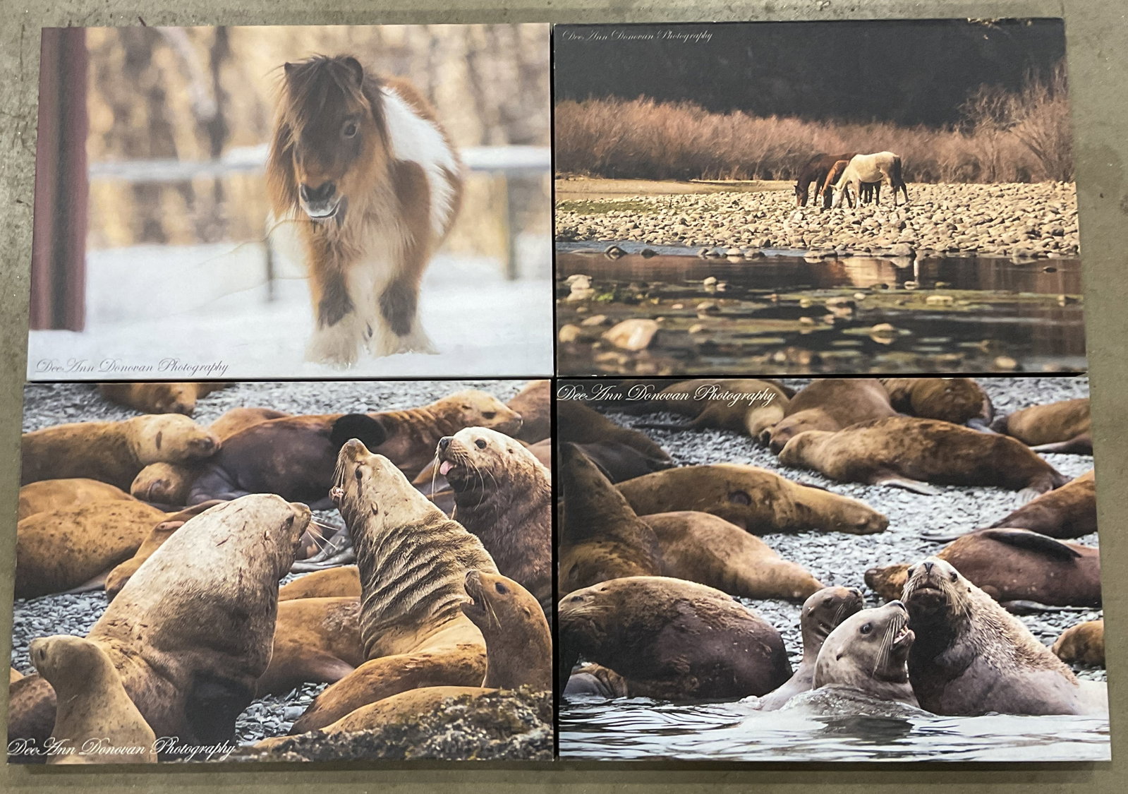 Lot 4 Donovan Photography Canvas Prints, Animals: Lot of 4 Dee Ann Donovan photography fine art canvas prints. Animals, horses and seals. Measure approx 14 x 20 inches. Some scratching to canvases. Art, fine art print, home decor, home accessories, w