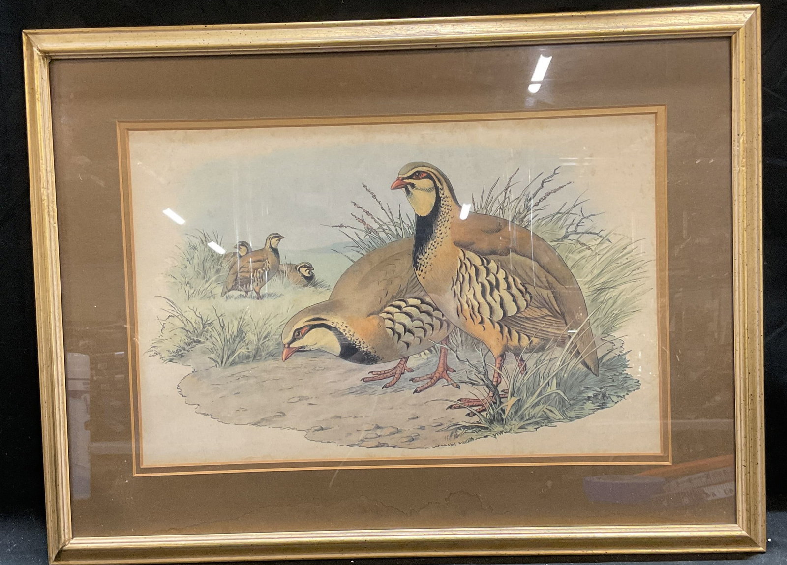 Framed Partridge & Chicks Lithograph: Framed and matted lithograph on paper. Partridge and chicks with landscape. Gilt wood frame. Not examined out of frame. Frame measures approx 16.5 x 23.5 inches. Some wear including discoloration to m