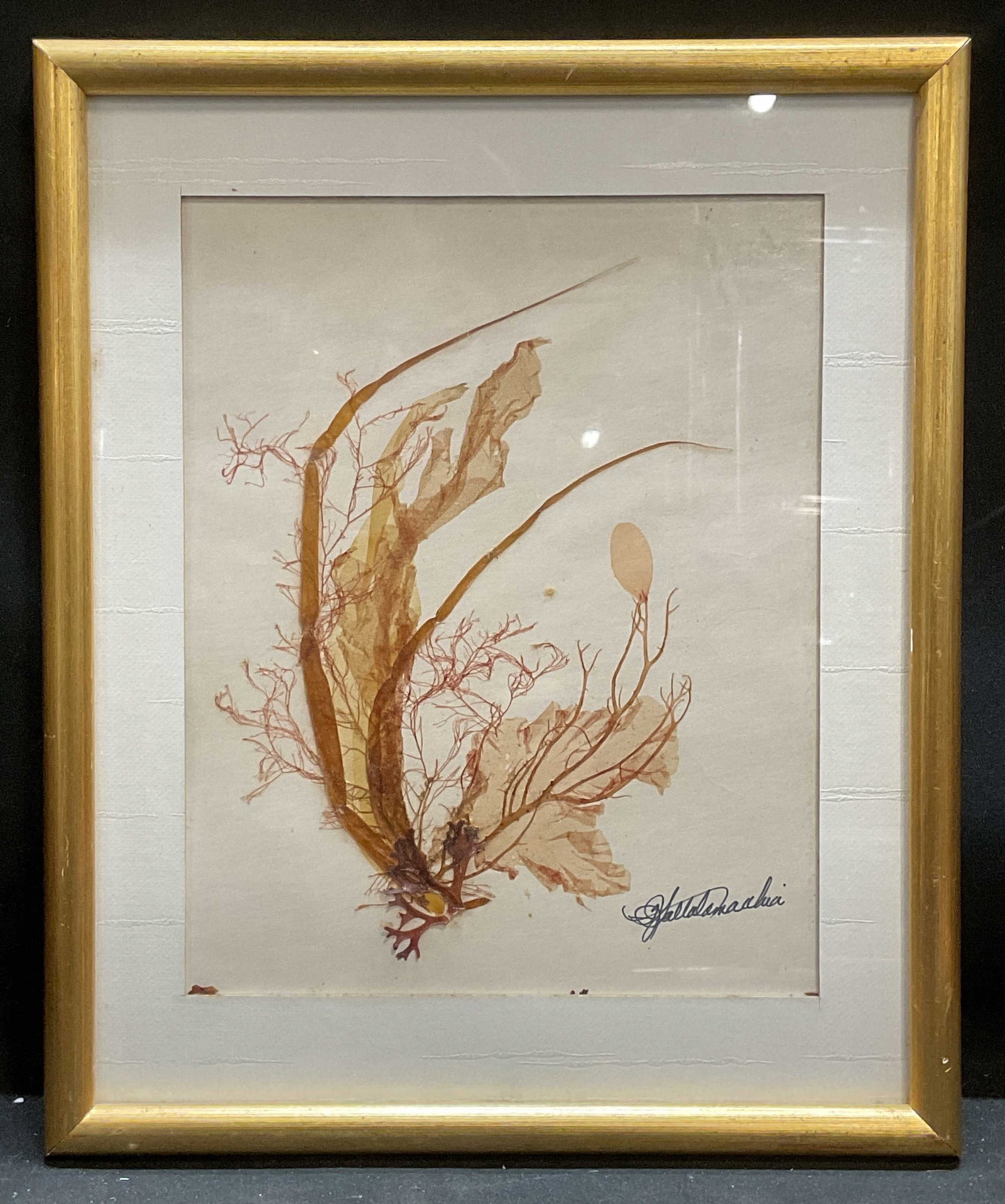 Signed F J Saltalamacchia Seaweed Collage: Framed and matted seaweed collage mounted on paper. Signed lower right, F. J. Saltalamacchia. Artist label on verso. Gilt wood frame. Not examined out of frame. Frame measures approx 11.5 x 9.5 inches