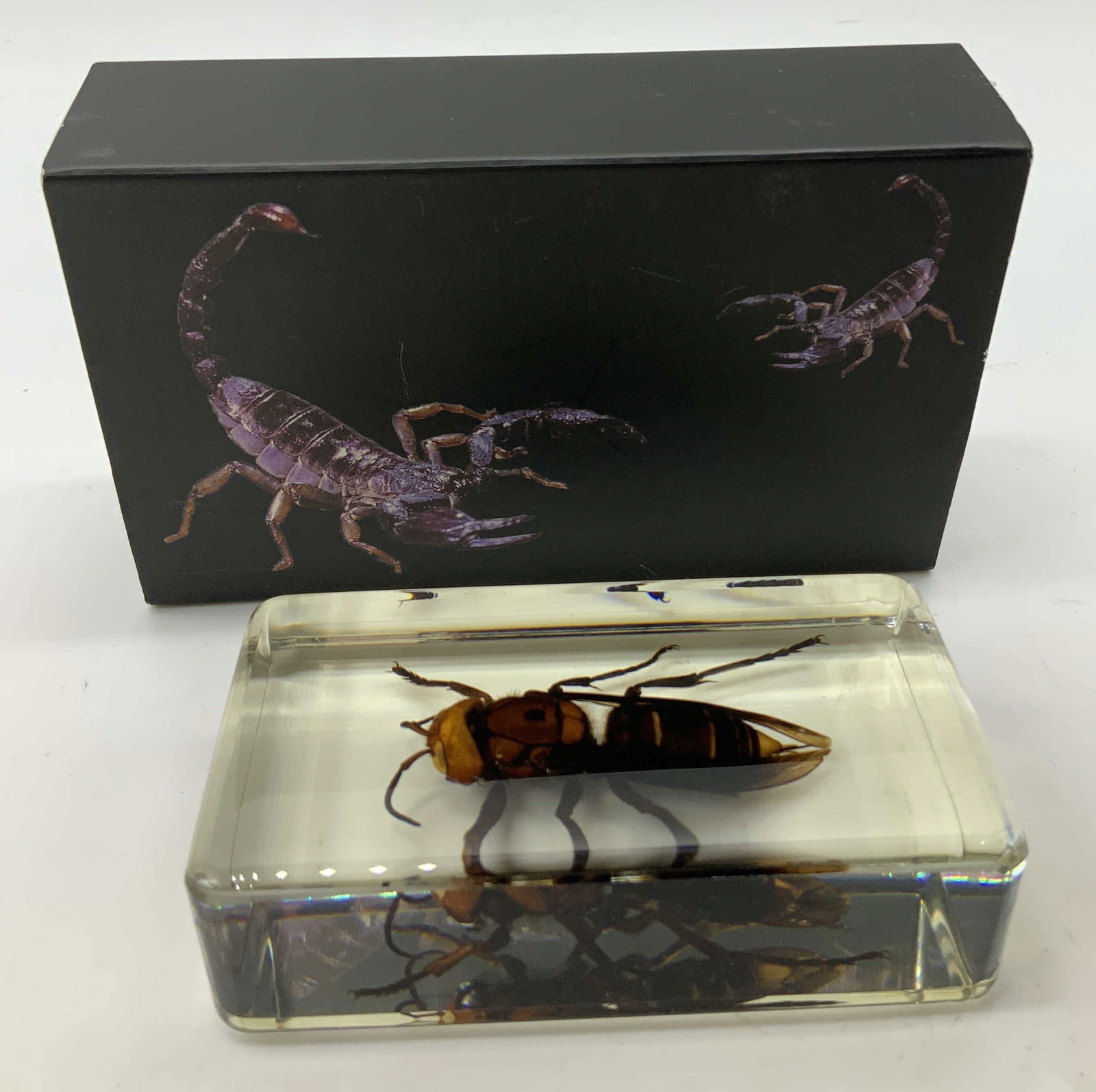 Bk2 Asian Giant Hornet Set in Resin Block W Box: Asian giant hornet specimen set in resin clear block. Comes with original box. Surface wear consistent to age, use & exposure. Measurements: length 3in x width 1.7in. Specimen, Asian giant hornet spec