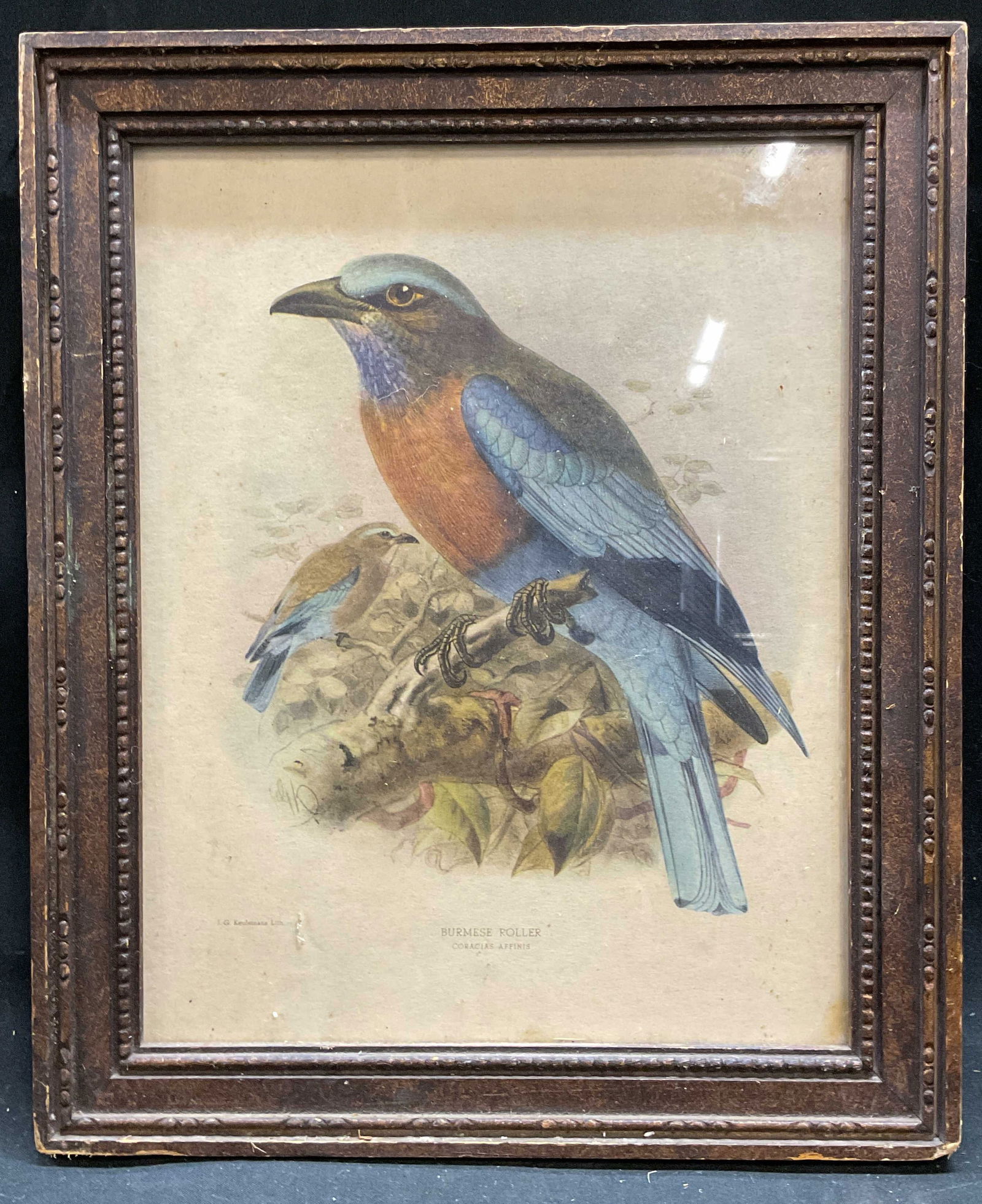 Framed Keulemans Burmese Roller Lithograph (1 of 6)