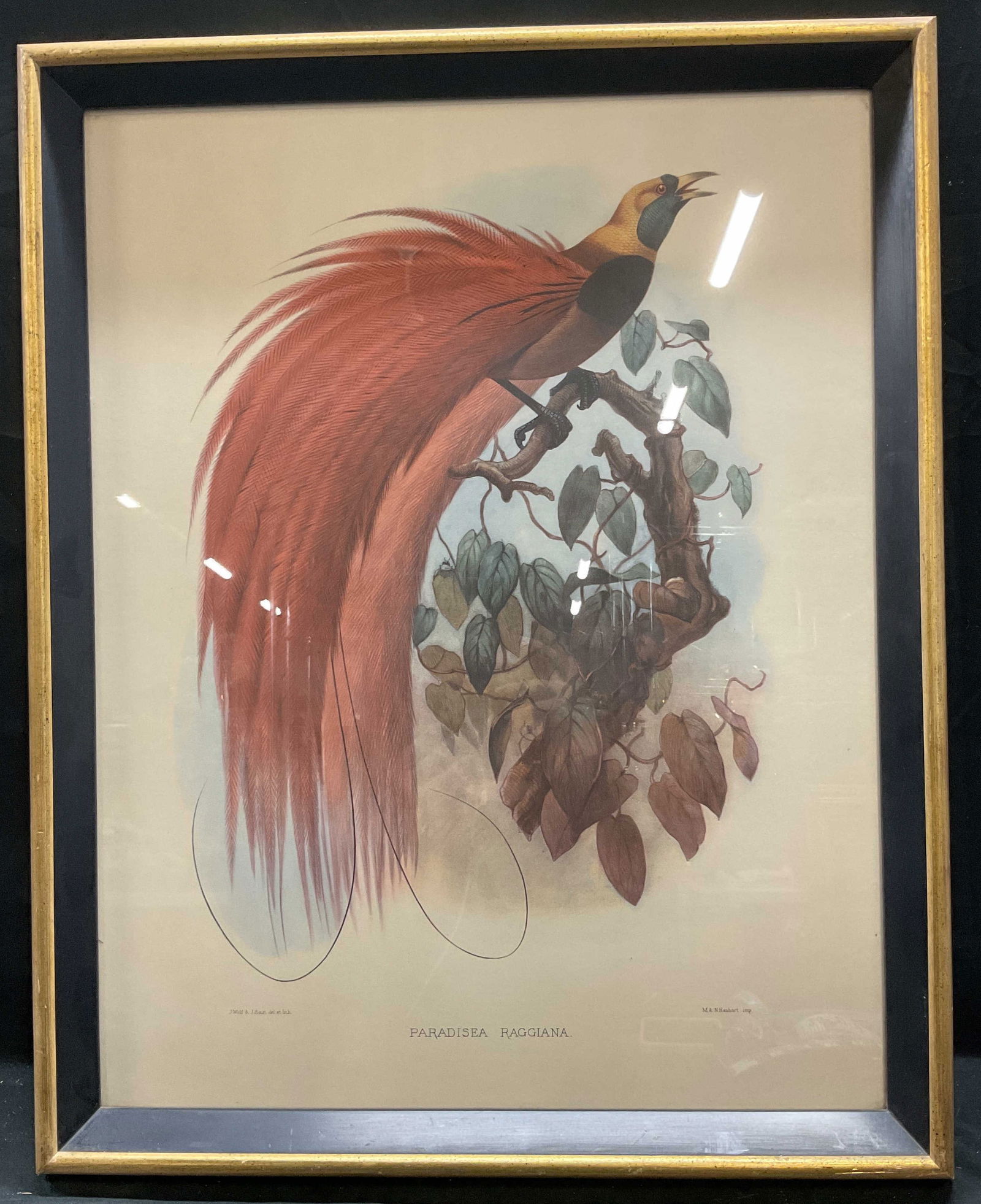 Antq Framed Bird of Paradise Color Lithograph 28in (1 of 7)