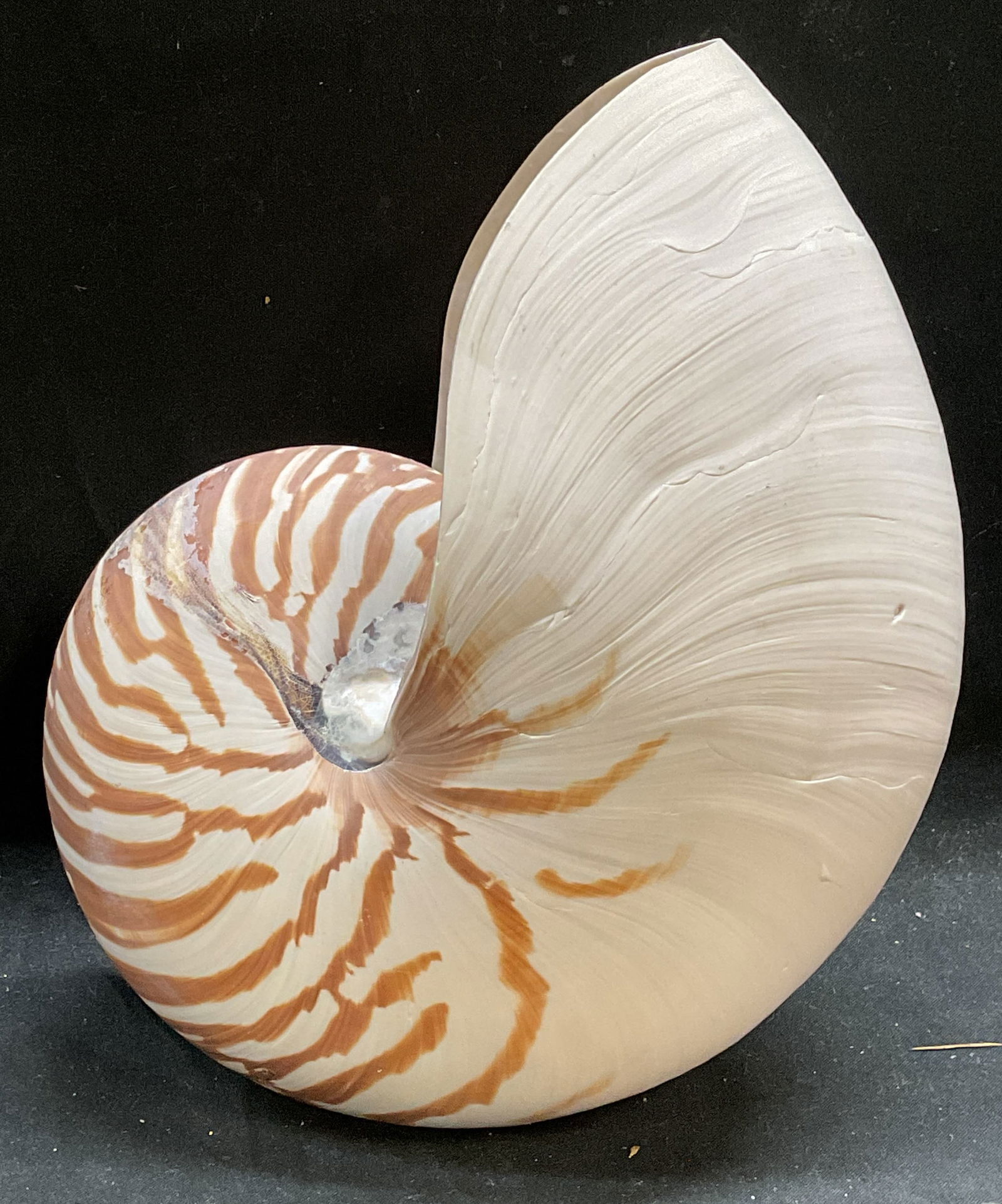 Natural Tiger Striped Nautilus Shell 7.5 In W (1 of 6)