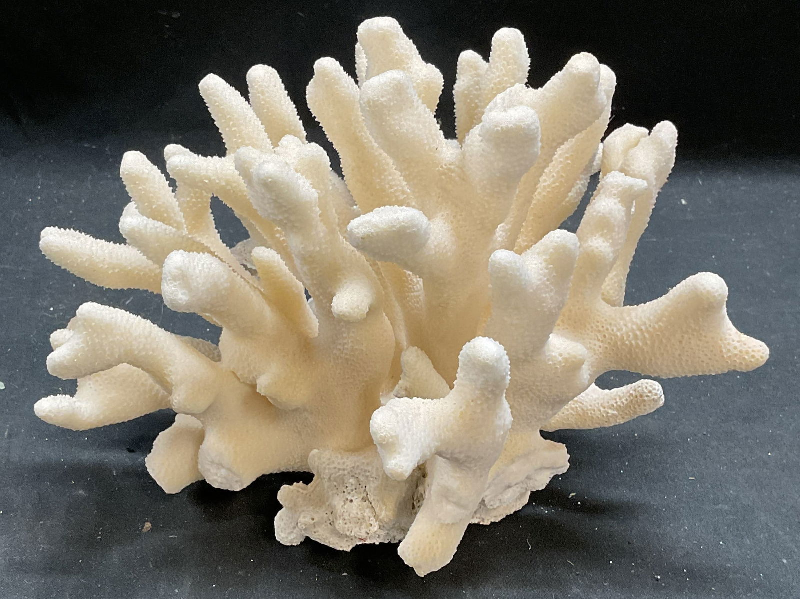 Natural White Elkhorn Coral Specimen (1 of 6)