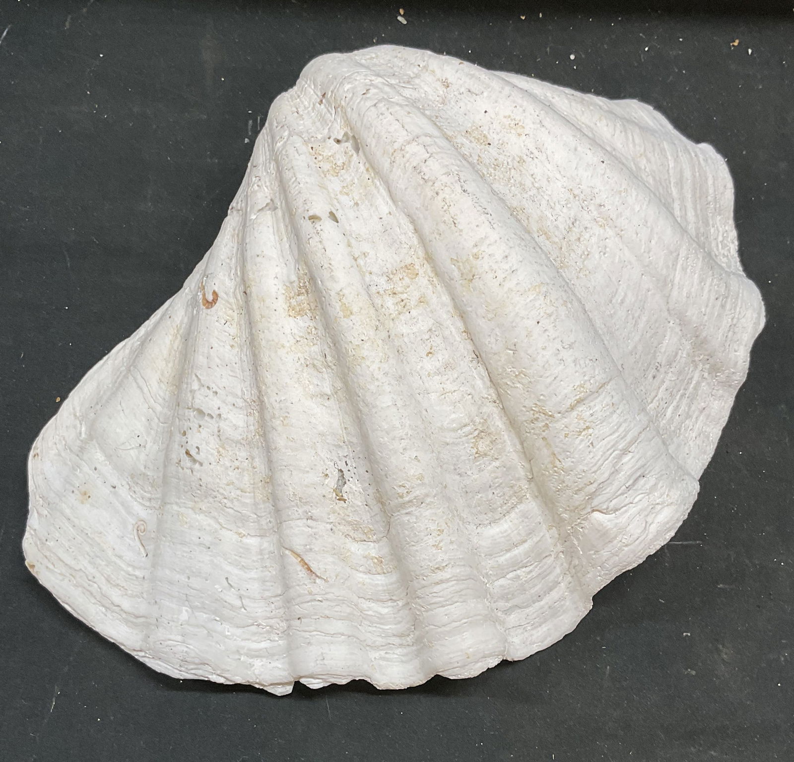 Natural Giant Clam Shell, 13 Inches Wide (1 of 6)