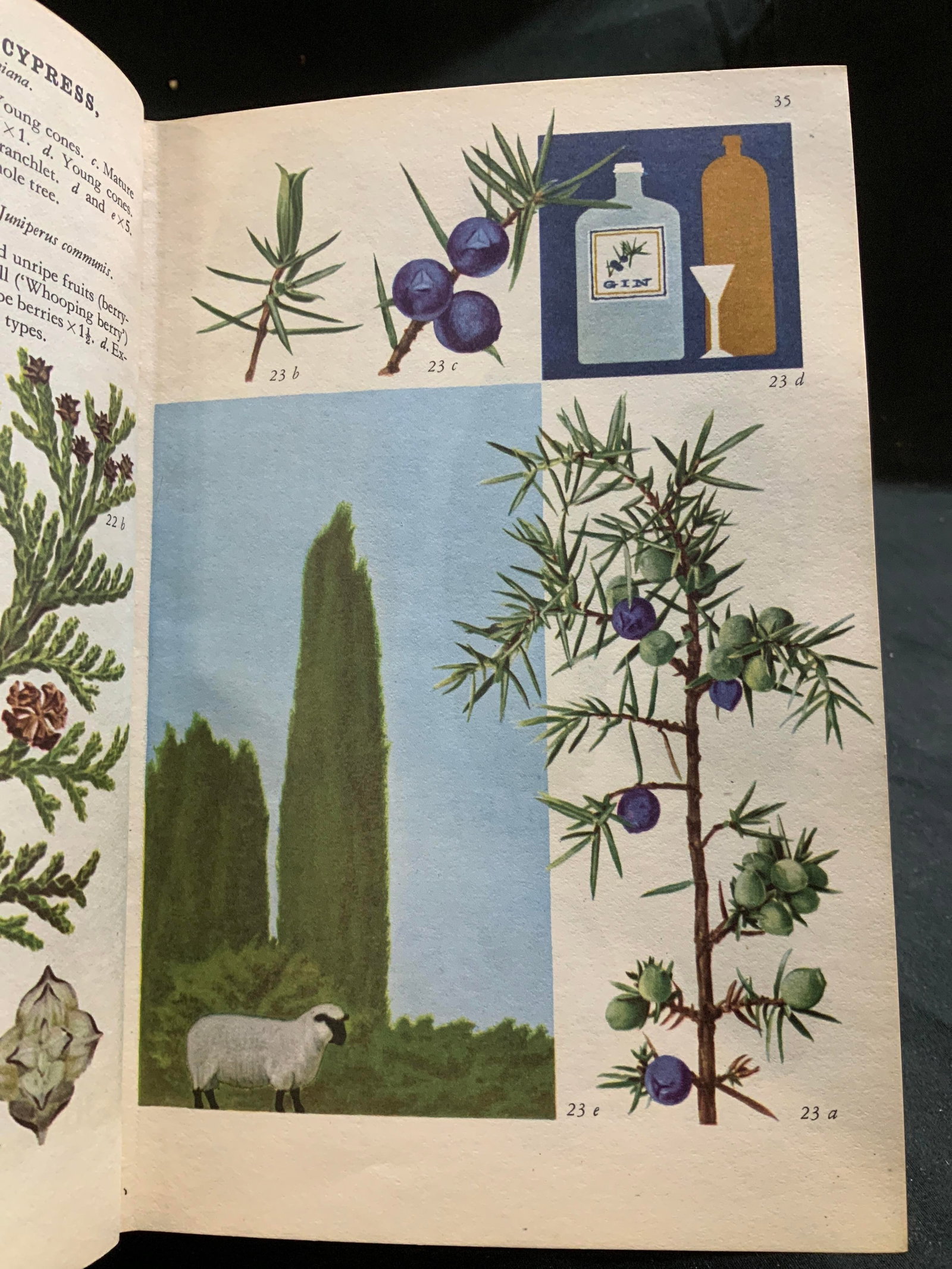 1962 Trees & Bushes in Wood & Hedgerow Bk VEDEL+: Trees & Bushes in Wood & Hedgerow. By Helge Vedel & John Lange. METHYEN & CO. LTD. Reprinted 1962. Plates printed in Denmark. Text printed in Great Britain. Book features colored sets of botanical ill