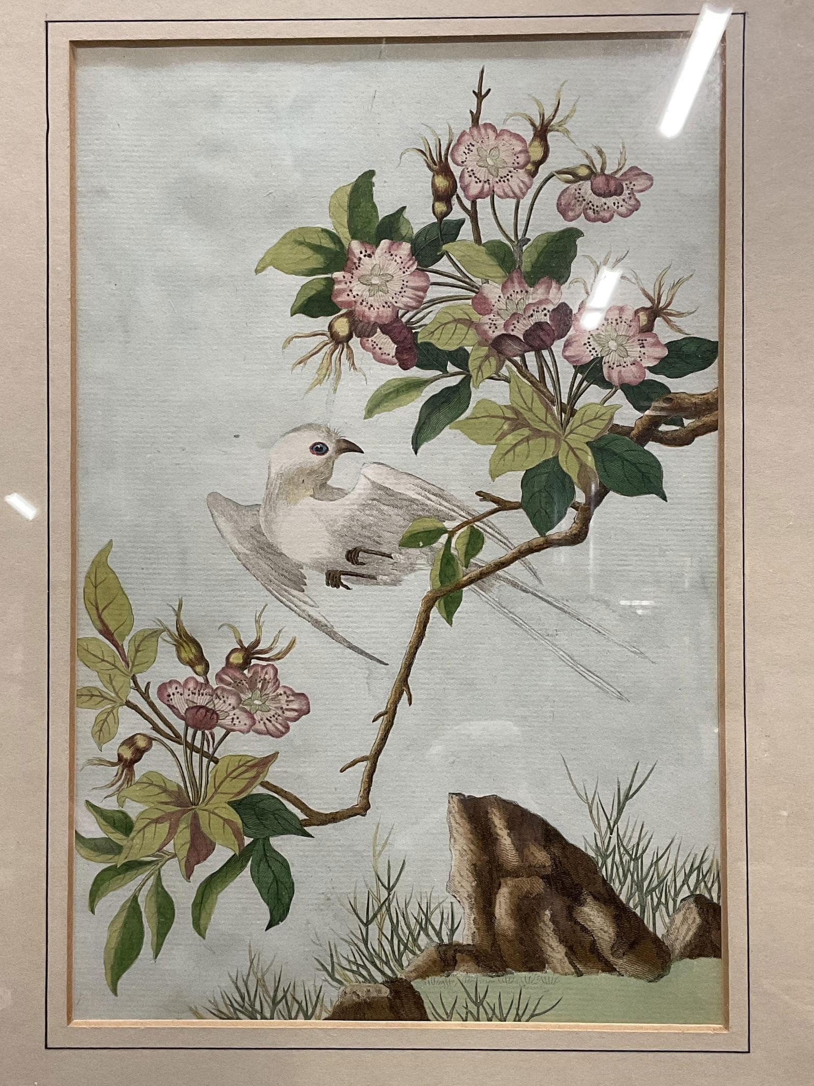 18th Century P. J. Buchoz Bird Botanical Engraving (1 of 6)