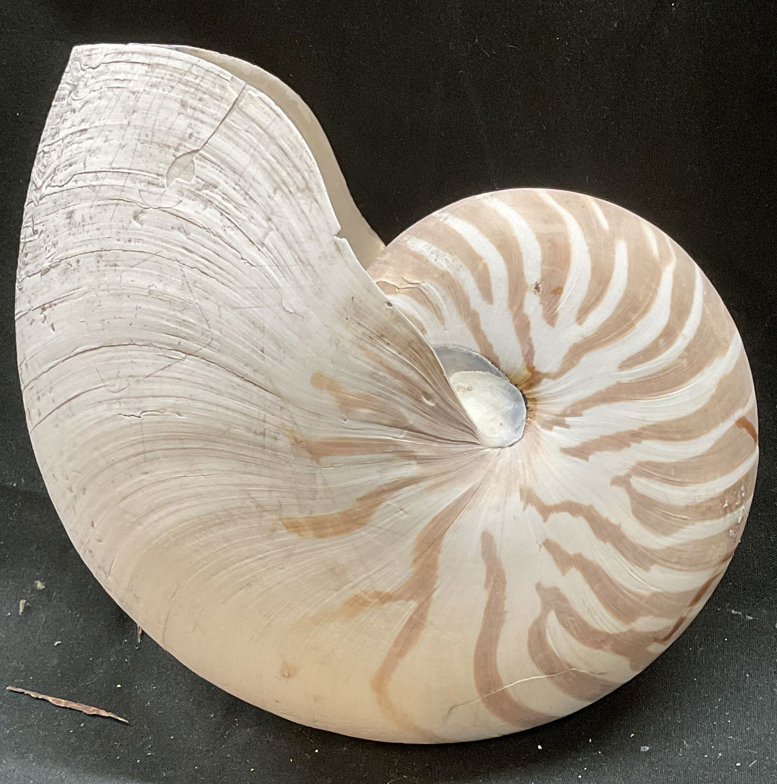 Natural Chambered Nautilus Shell, 6 In W (1 of 6)