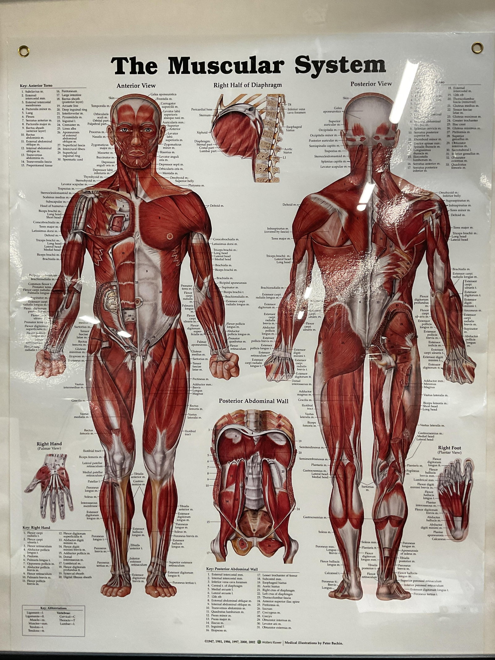 Wolters Kluwer Medical Diagram 2002 29in: Framed Wolters Kluwer medical diagram. The muscular system. Illustrations by Peter Bachin. Black frame. Copyright 2002. Frame measures approx 29.5 x 23.5 inches. Some wear consistent with exposure. Me