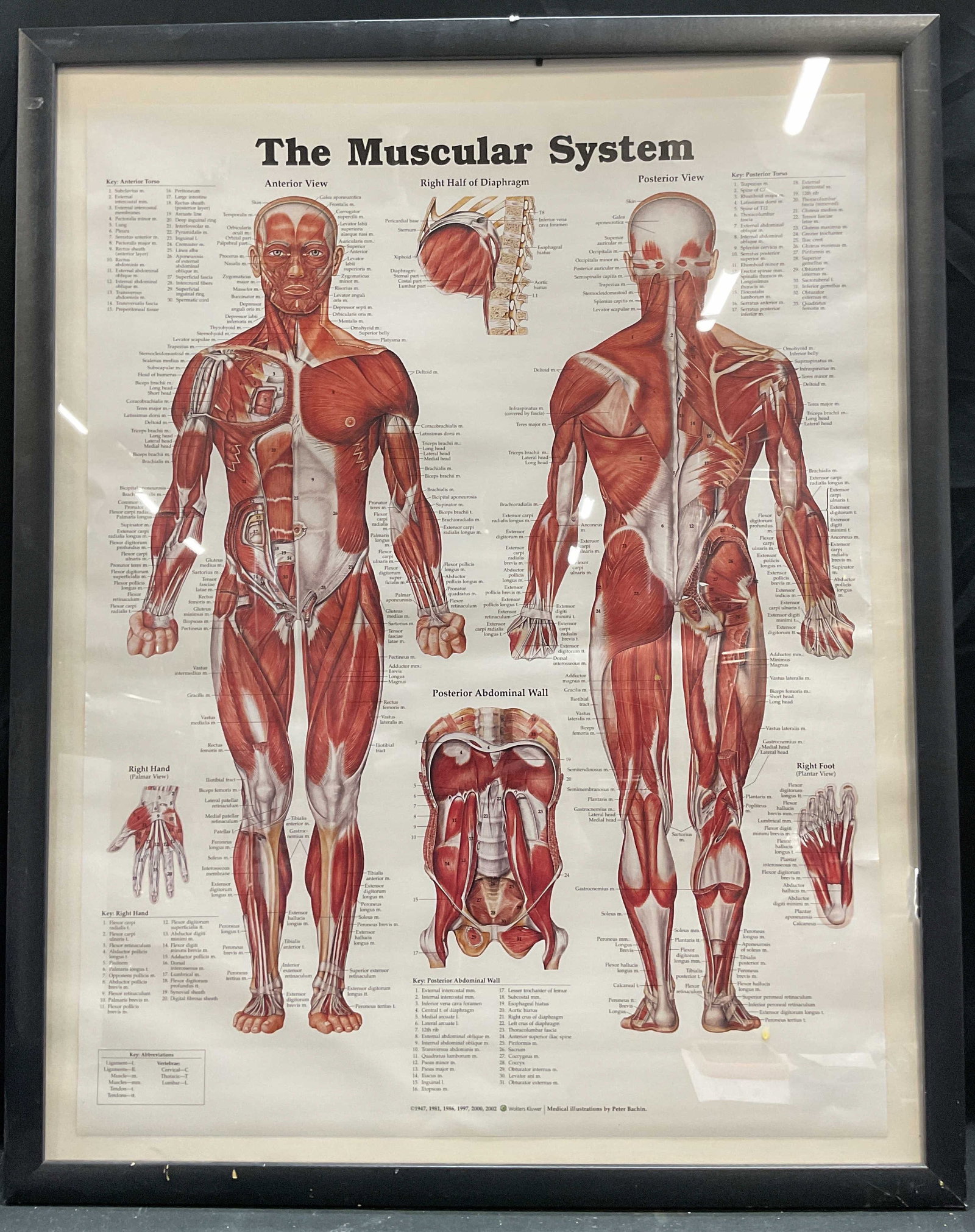 Wolters Kluwer Medical Diagram 2002 29in: Framed Wolters Kluwer medical diagram. The muscular system. Illustrations by Peter Bachin. Black frame. Copyright 2002. Frame measures approx 29.5 x 23.5 inches. Some wear consistent with exposure. Me