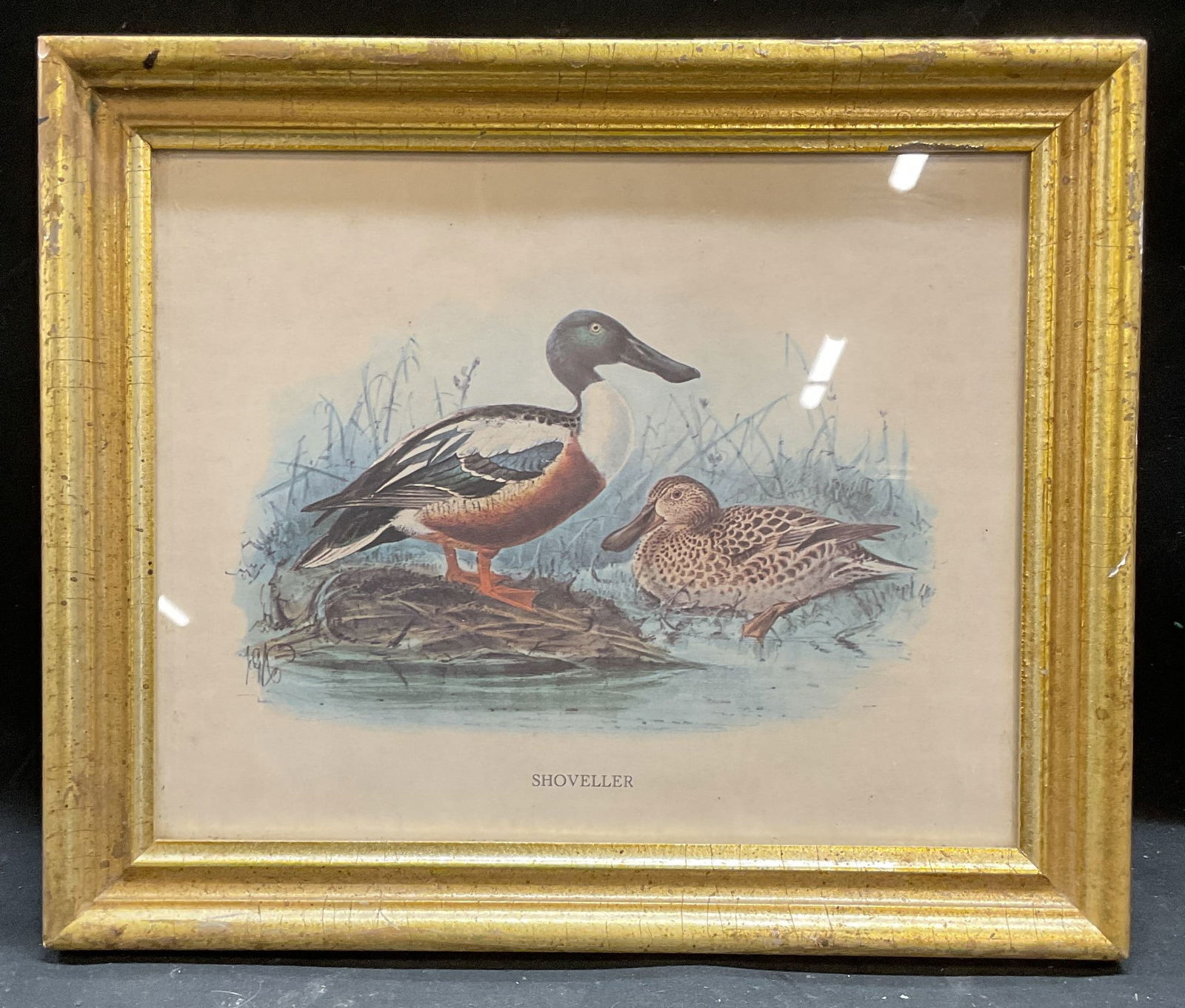 Framed Shoveller Duck Lithograph (1 of 6)