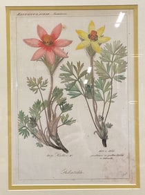 Framed Anemone Flower Botanical Lithograph