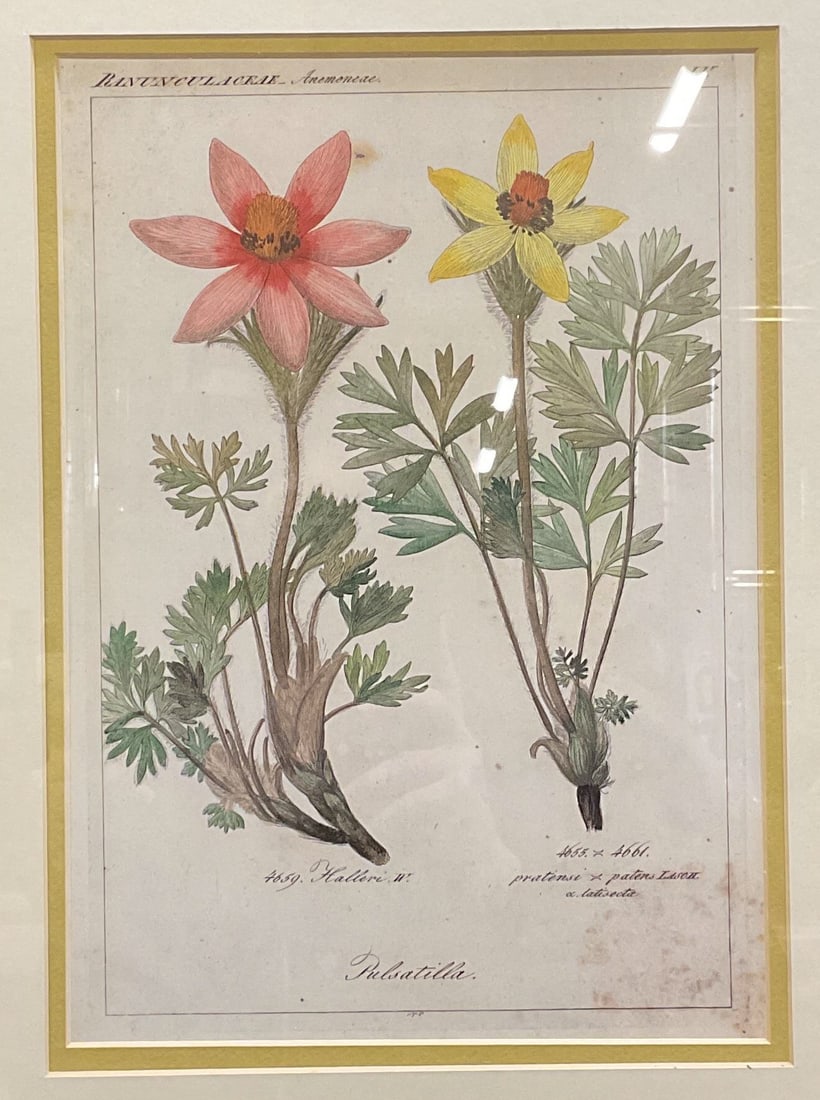 Framed Anemone Flower Botanical Lithograph (1 of 7)