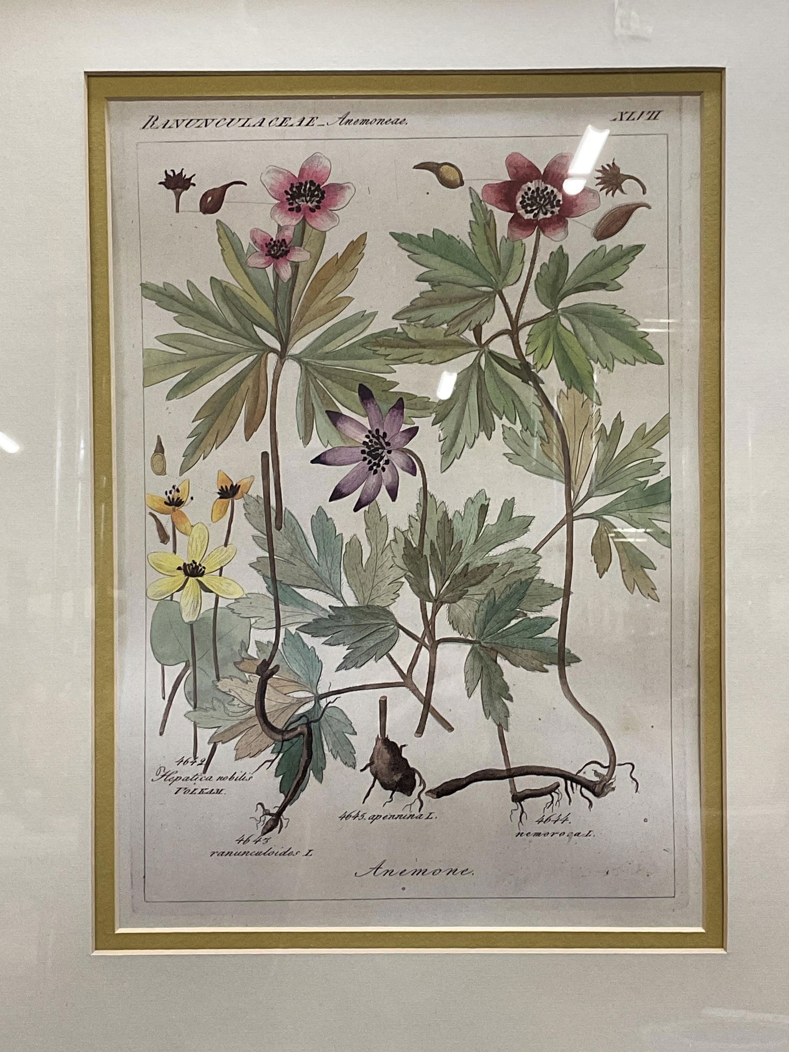 Framed Anemone Flower Botanical Lithograph (1 of 6)