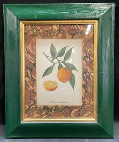 Framed Bitter Orange Botanical Lithograph