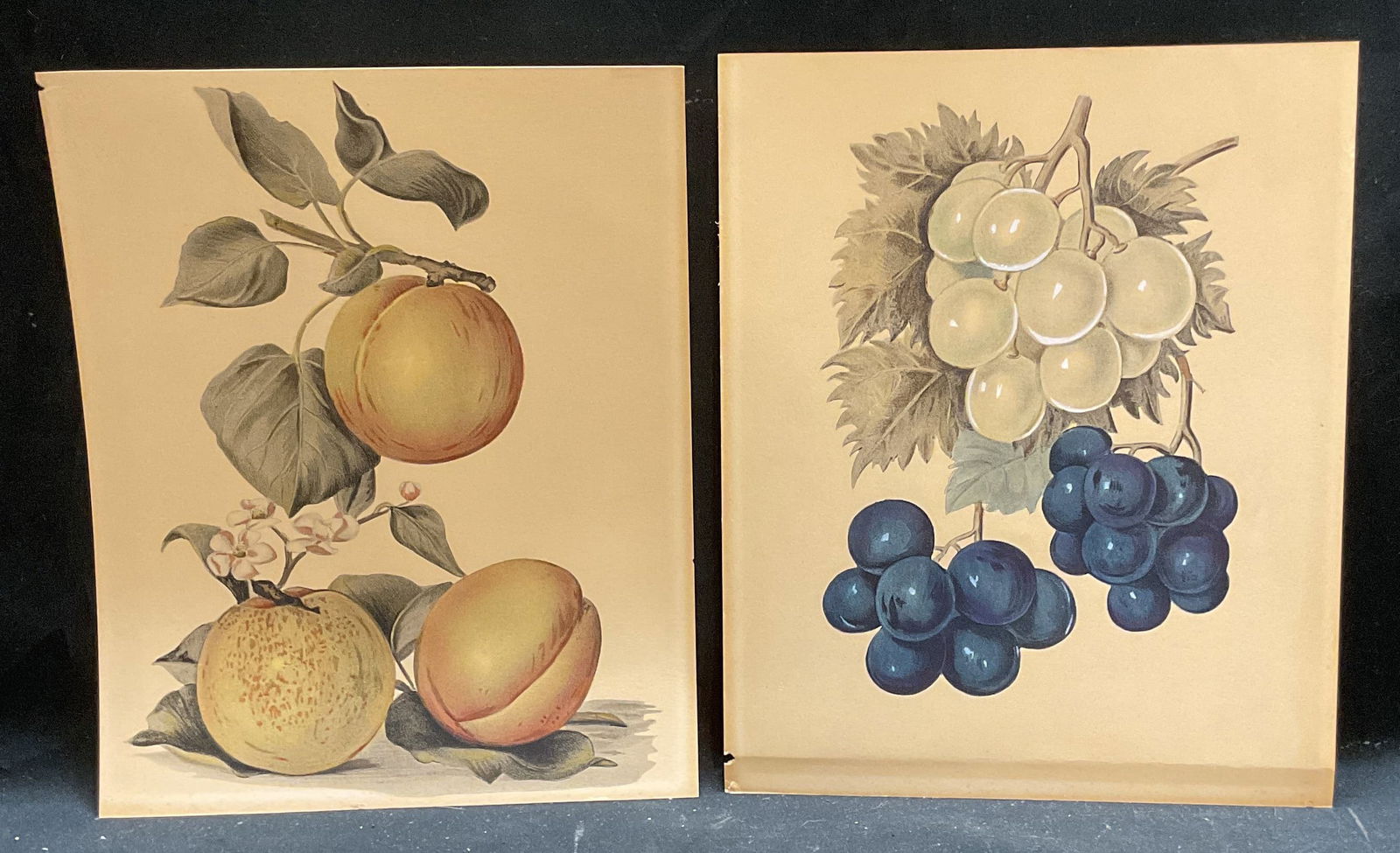 Lot 2 Botanical Peach & Grape Fruit Lithos (1 of 7)